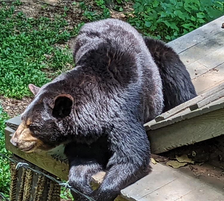 bear-hollow-zoo-photo